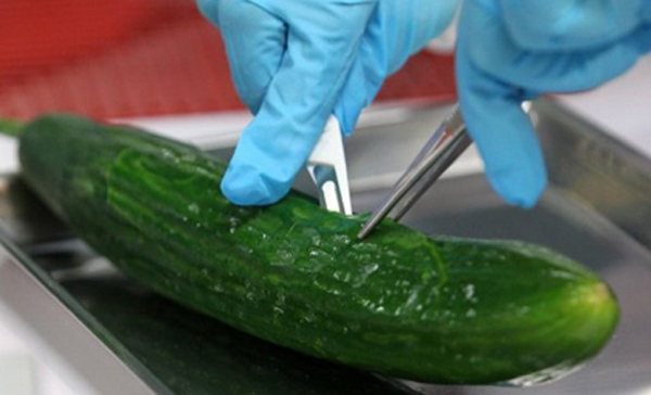 A biologist in Germany dissects a cucumber