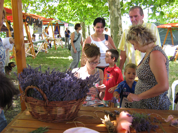 lavender festival