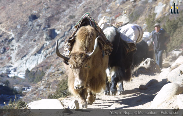 Yaks in Nepal