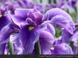 Purple Flag Iris