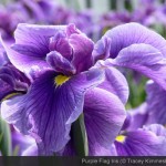 Croatian National Flower Celebrated in Donja Stubica Purple Flag Iris