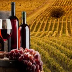Romanian Wine Routes – Where to Go to Taste the Best Wines wine