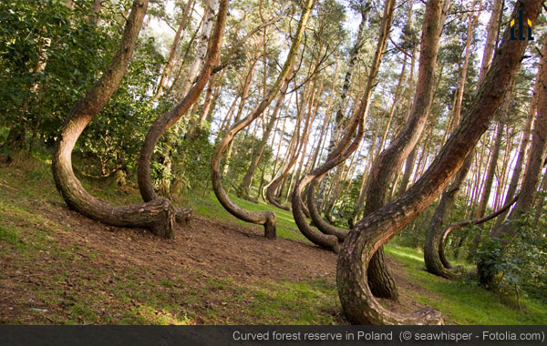 Curved forest reserve in Poland 