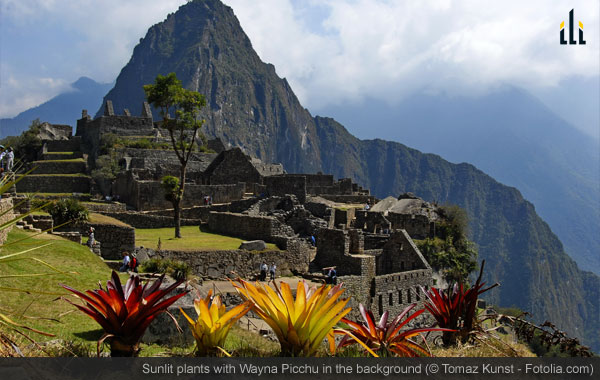 Sunlit plants with Wayna Picchu in the background