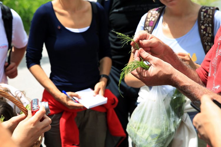 Workshop: Edible wild flowers – collecting and preparing (2013) 