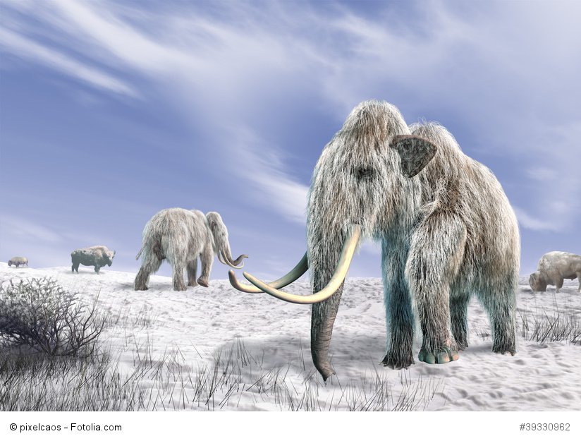 Russia mammoth