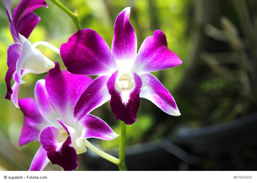 Wild Orchids 