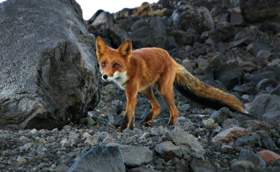 Kamchatka fox