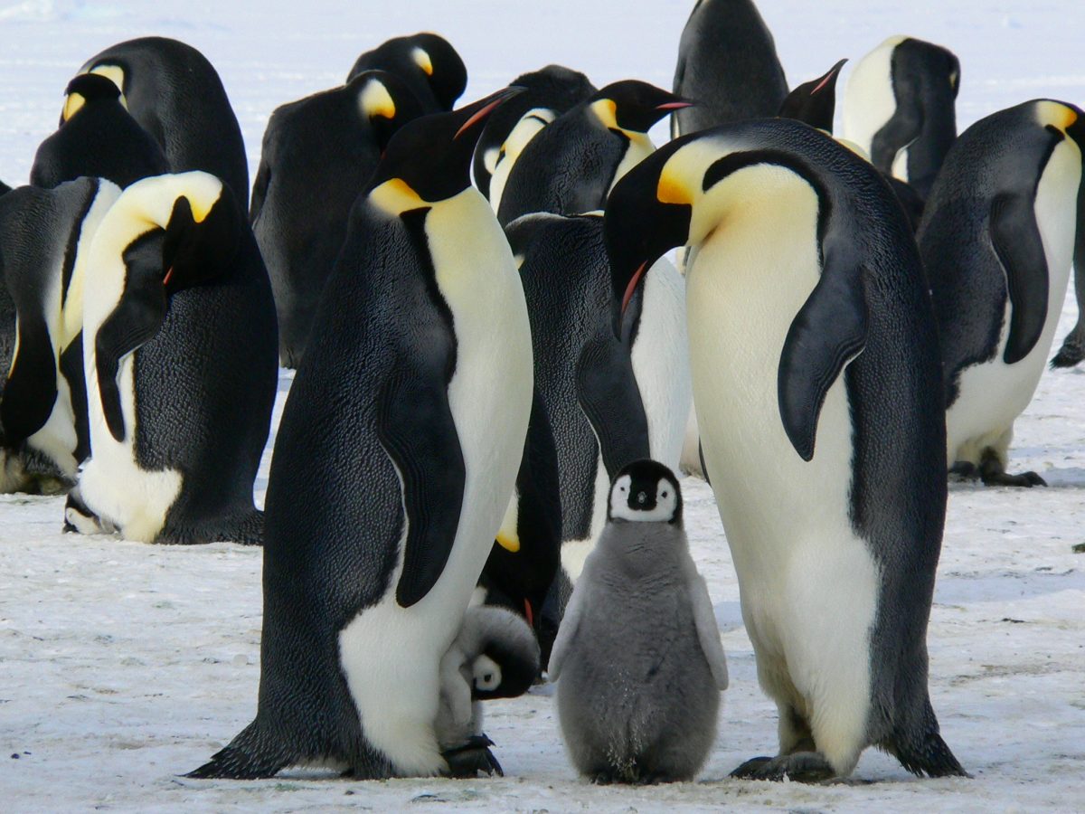 Penguins Patagonia