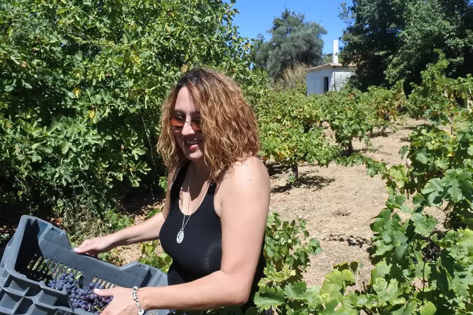  Grape harvest near Thrónos, Rethimni, Greece