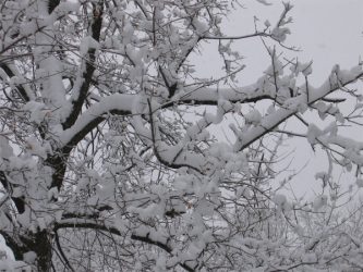 snow on tree branches.
