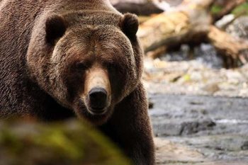 Brown bears have a perfect natural habitat in the Tatras mountains