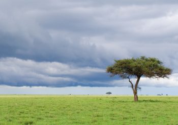 Kenya tree