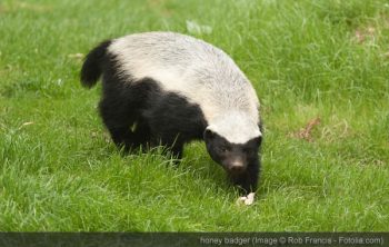 honey badger