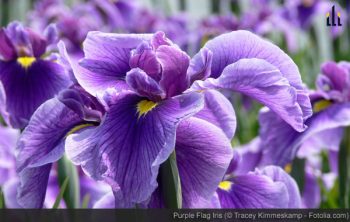 Purple Flag Iris