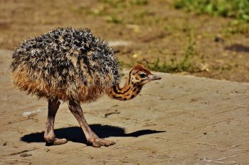 Seven Cretan Summer Adventures for Children Who Love Animals