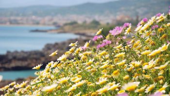 When Spring on Crete comes no more