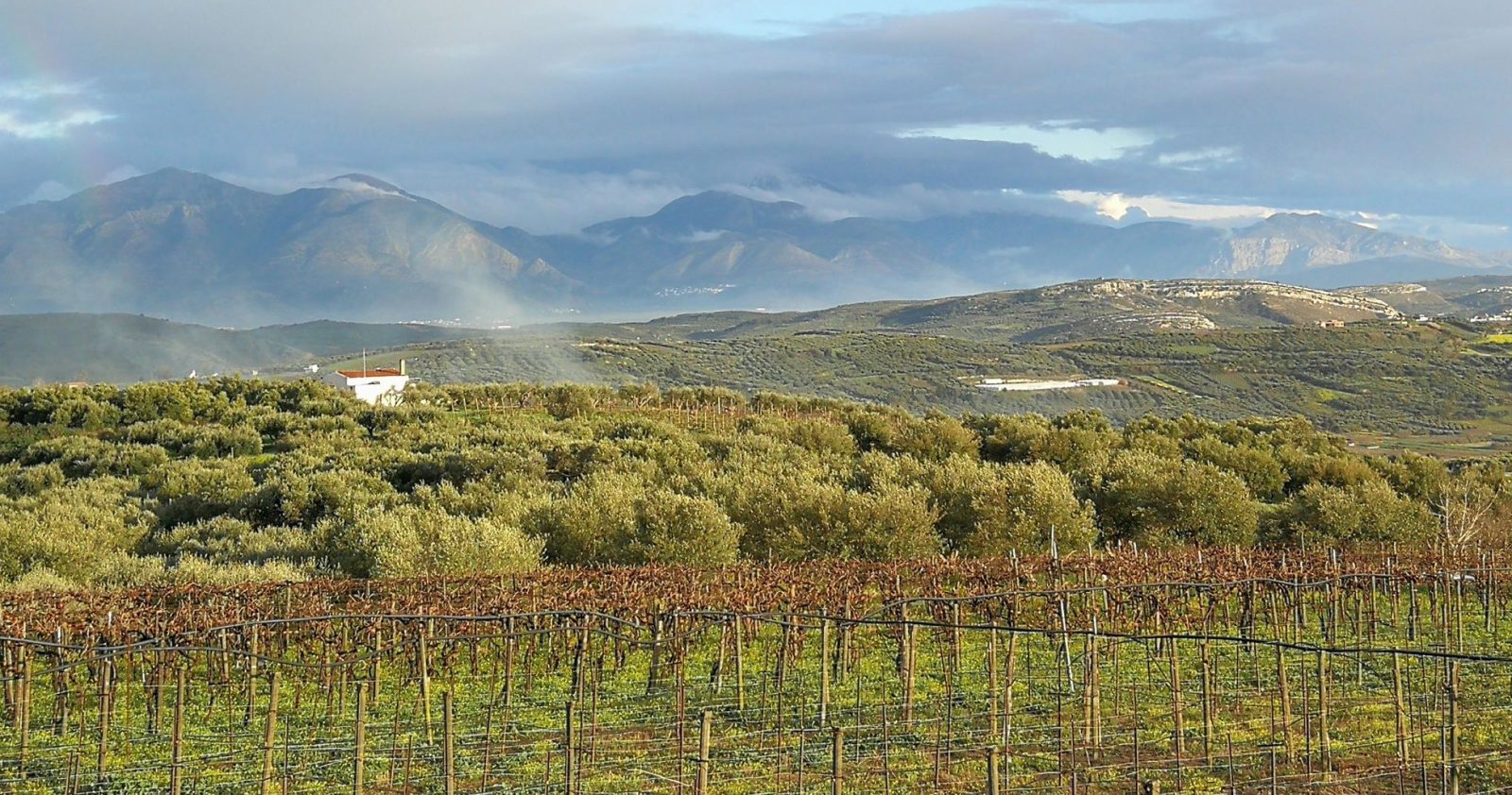 Stilianou Winery