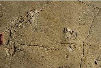 Crete footprints