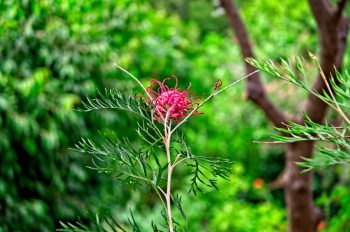 Botanical Park & Gardens of Crete