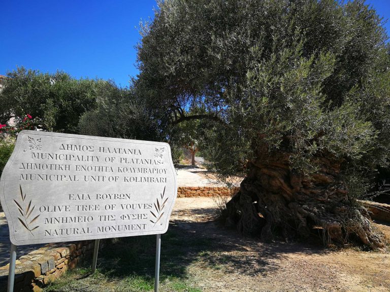 Monumental Olive Tree of Vouves