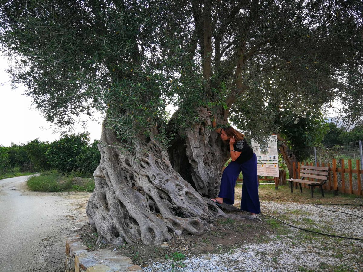 Elevated Olive Tree of Vatolakkos