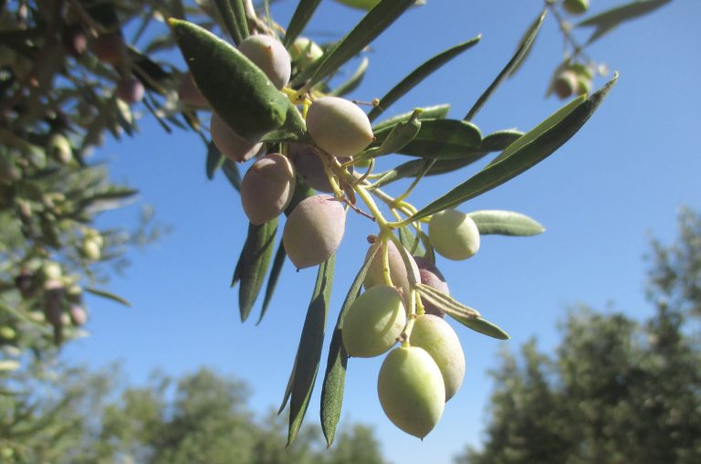 Crete olive oil