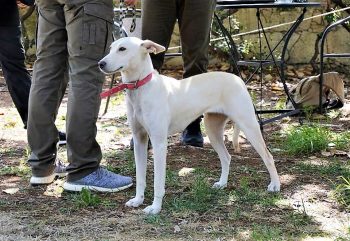 Cretan hound