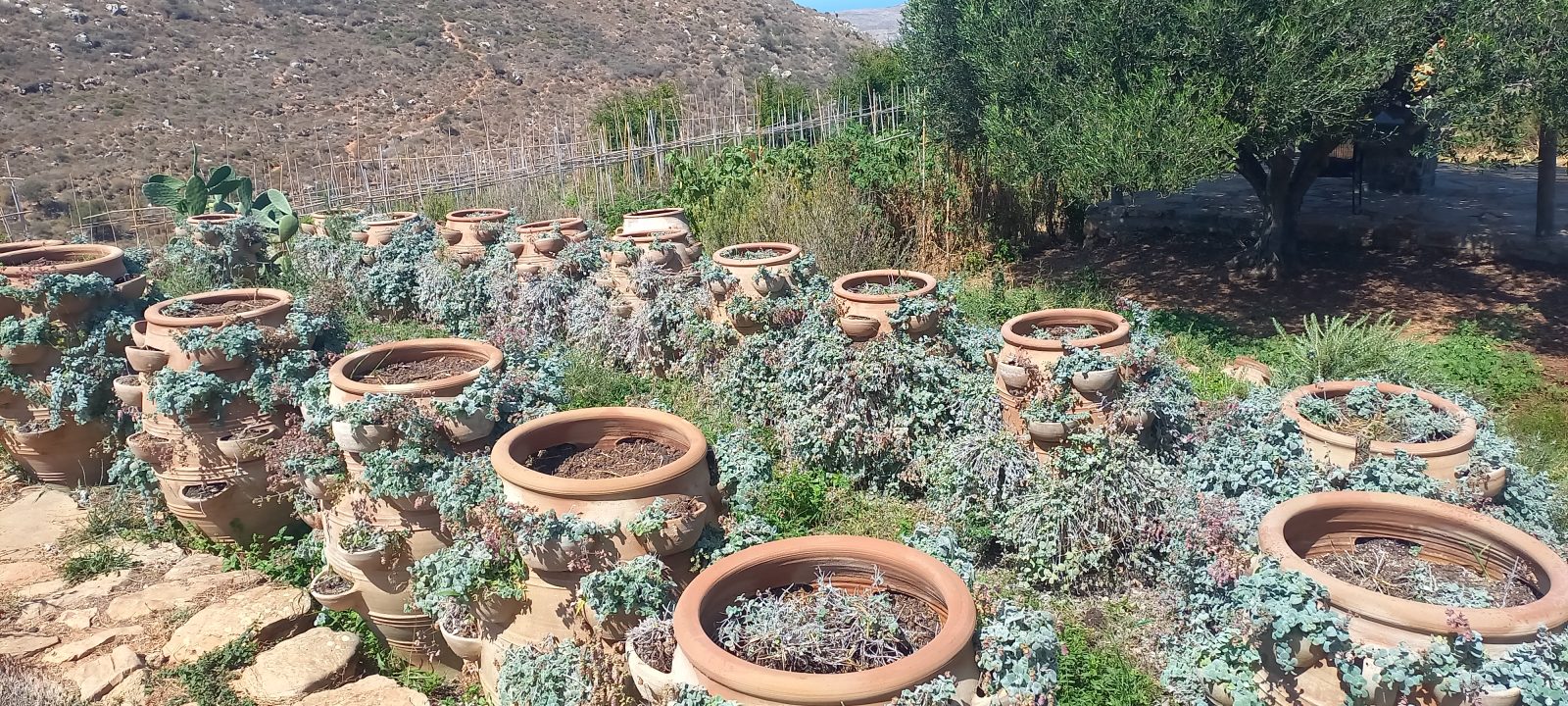 Dittany of Crete cultivated in terracotta pots at Peskesi Organic Farm