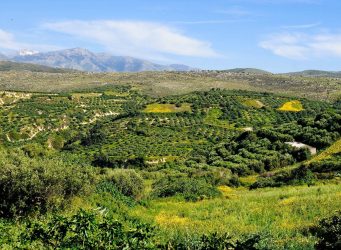 Olive groves outside Galatas village