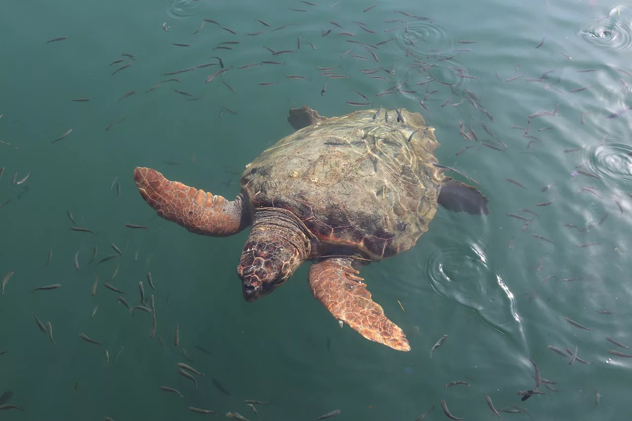 The Loggerhead sea turtle, also known as Caretta caretta.