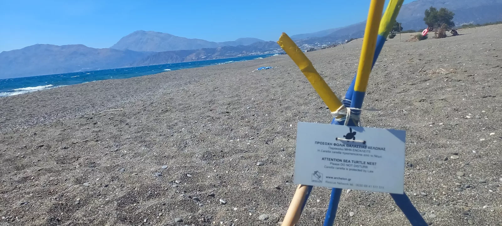 Caretta caretta nest