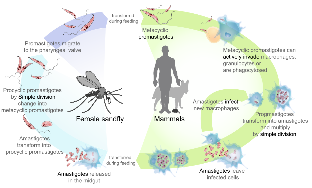 Leishmaniasis life cycle.