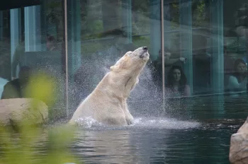 San Diego Zoo will participate in the 135th Rose Parade by Honda on New Year's Day with a thematic float titled It Began with a Roar.