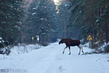 During the Białowieża Forest Winter Wildlife Festival nature lovers can see elks in their natural habitat.