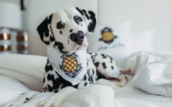 February is for lovers, Doguary is for pet-lovers!