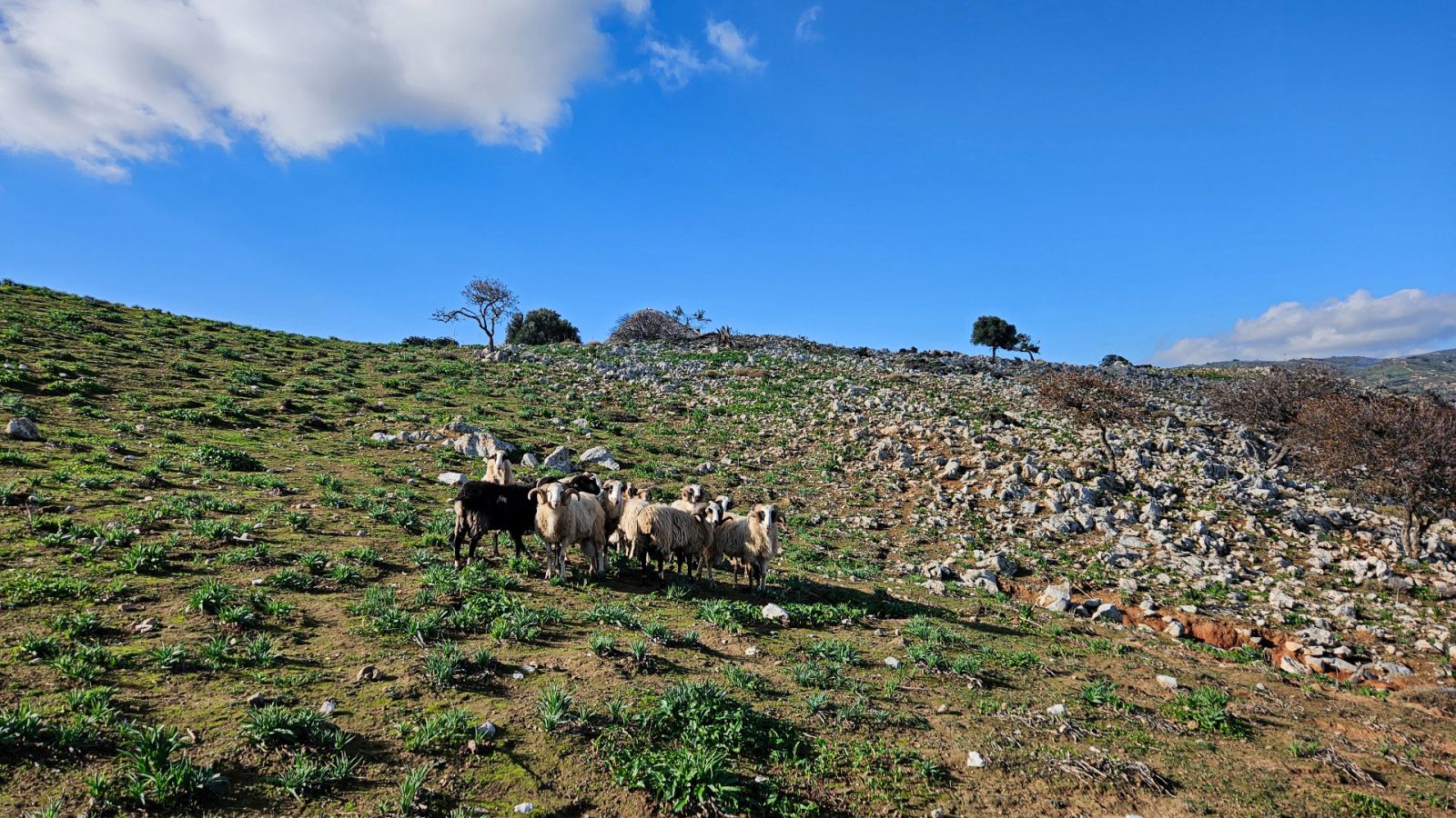 Kastrokefala, the Mycenaean Acropolis, with sheep and goats.