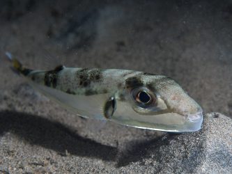 Silver puffer (Lagocephalus sceleratus)