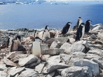 chinstrap penguin colony