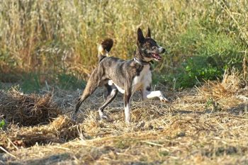 The Cretan Hound