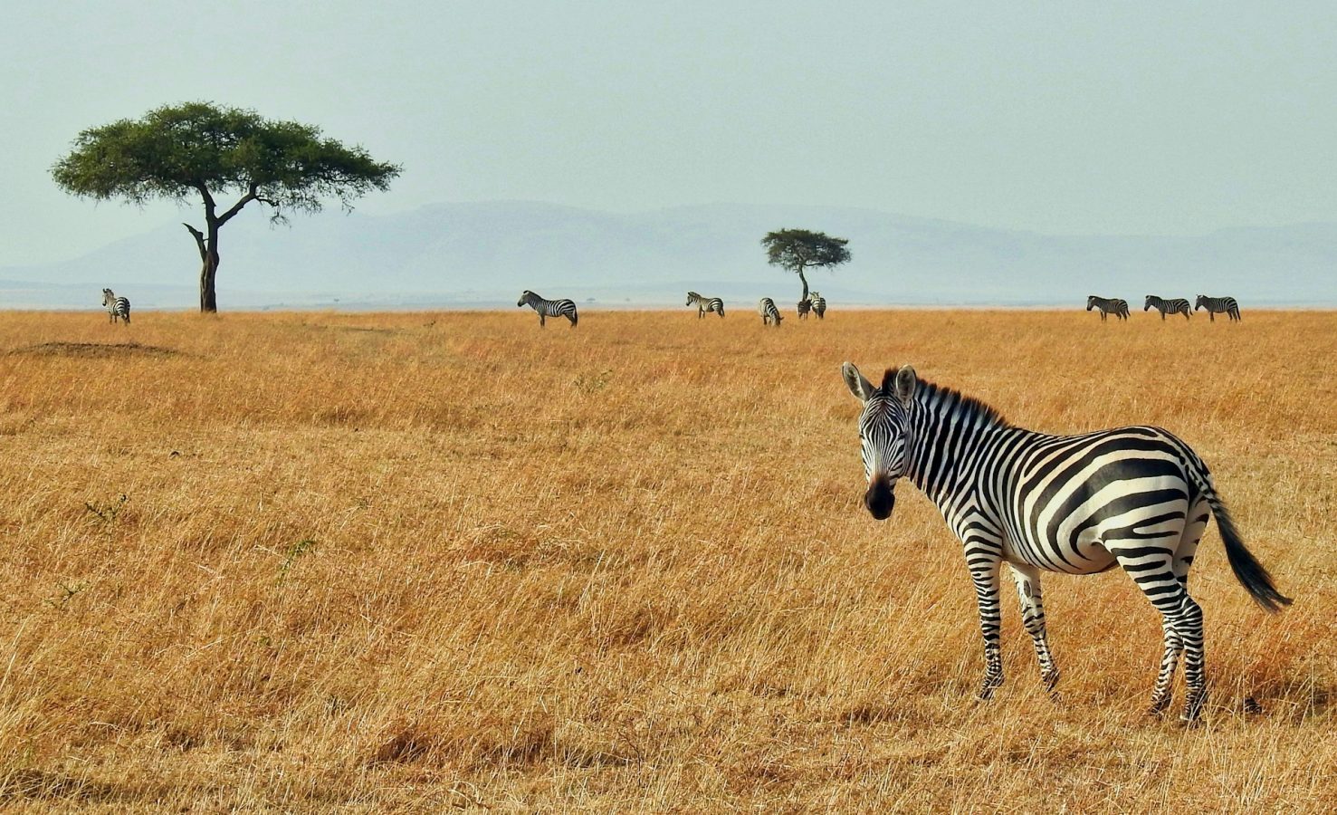 zebra in the wilderness