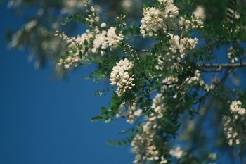 Sweet Acacia Flower Festival