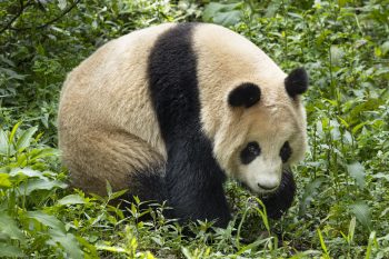 Yun Chuan and Xin Bao's could arrive at the San Diego Zoo this summer, although the exact date is yet unknown.