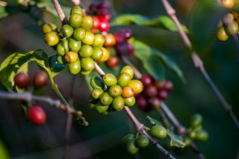 green coffee prices soar