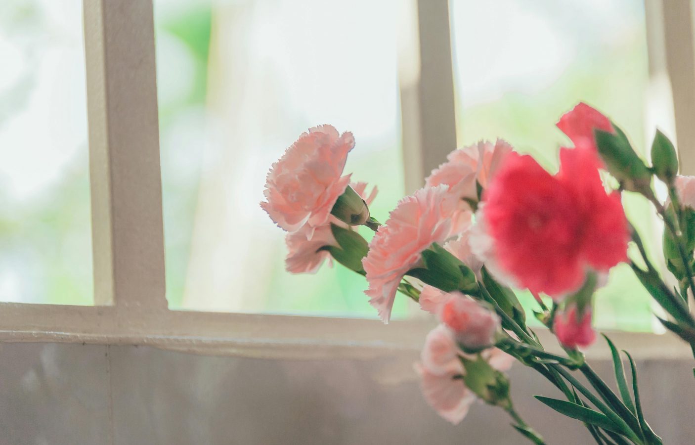 pink carnations