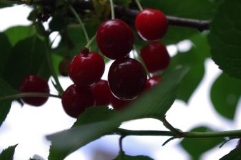 Kyustendil Cherry Festival in Bulgaria will take place from June 28 to June 30