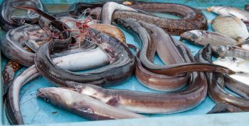 #SOSforBiodiversity: eels are endangered