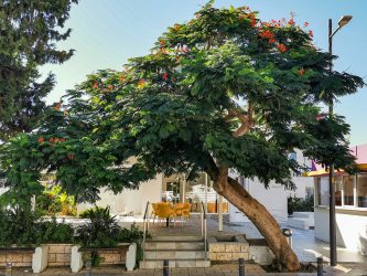 taverna in Famagusta
