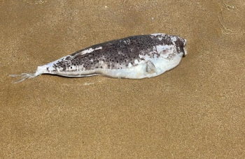 Lagocephalus sceleratus