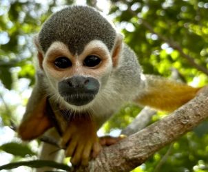 Friendly monkey